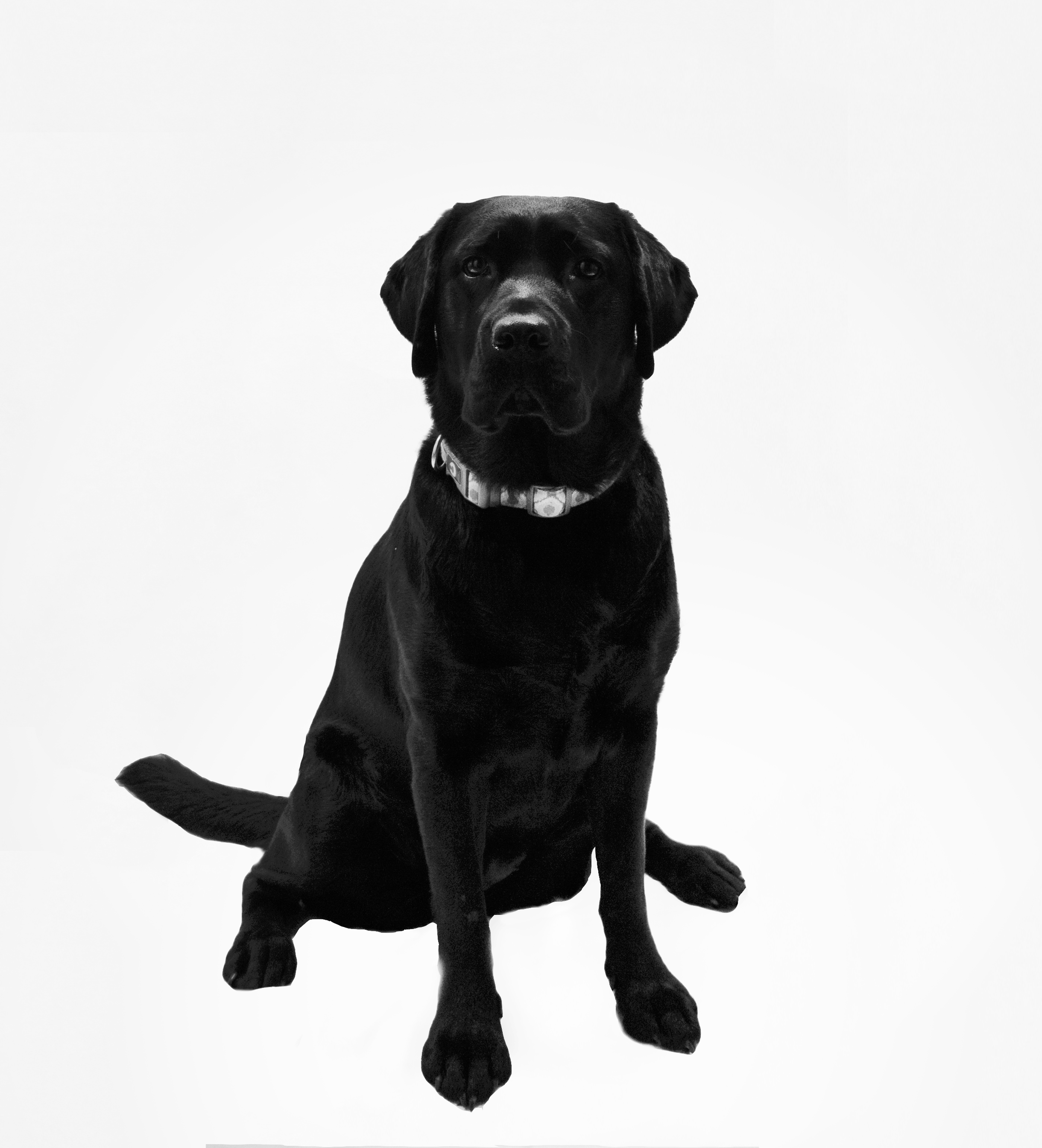 Luna <br>le chien